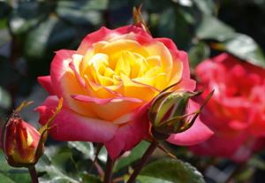 Rosa 'Glorious Day'